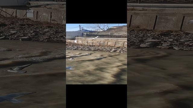 Сочи. Декабрь. Чайки.