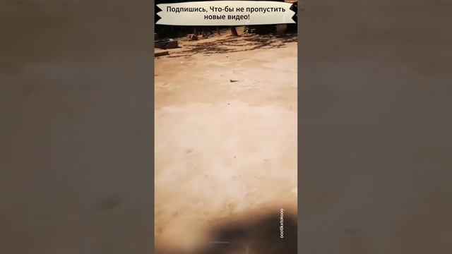 Грозные коты