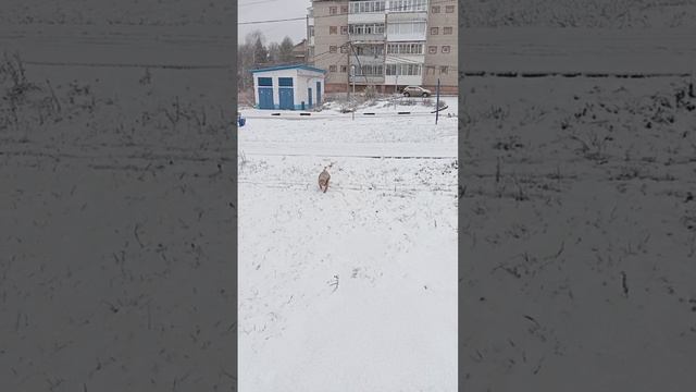 1000034087.mp4