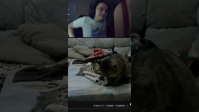 2 twitch wisesareth #shorts #twitch #twitchstreamer #wisesareth #twitchclips #cats #коты