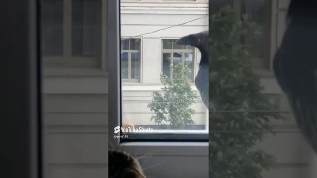ворона и Жорик.mp4