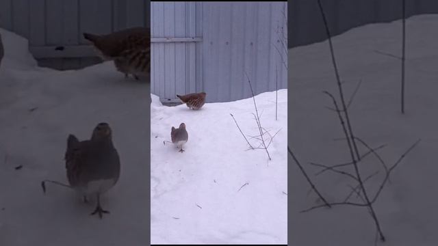 VID-20231220-WA0001.mp4