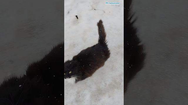 Ласковая кошечка встреча 💖🐈💋😍