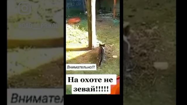 На охоте не зеаай