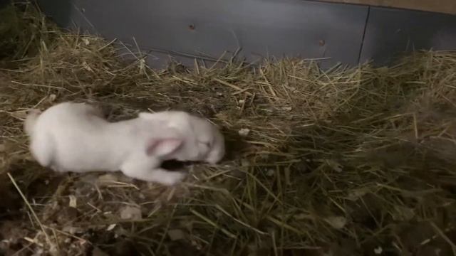 Осмотр гнезда без маточника