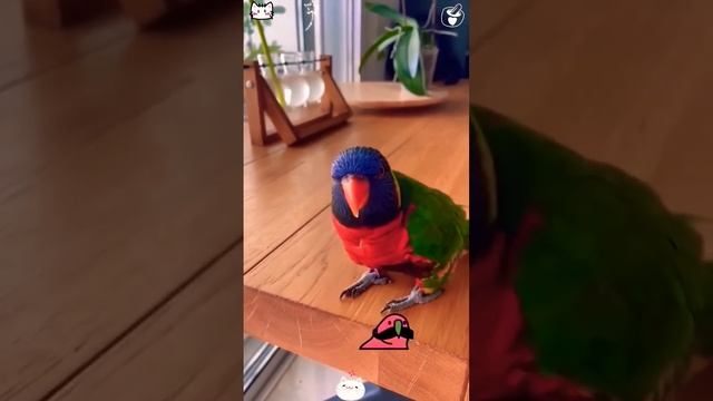 Попугайчики