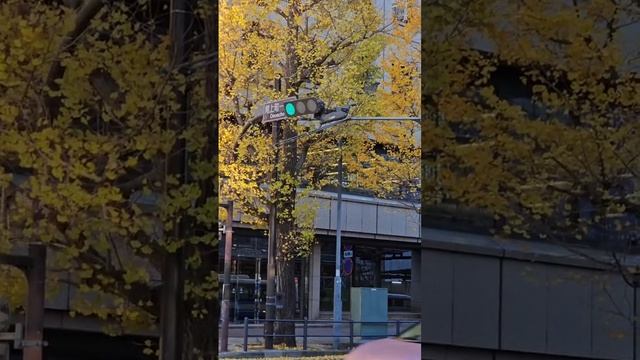 А Вы знали что ЗЕЛЕНЫЙ светофор по-японски СИНИЙ???