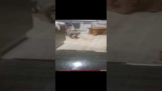 1000035451.mp4