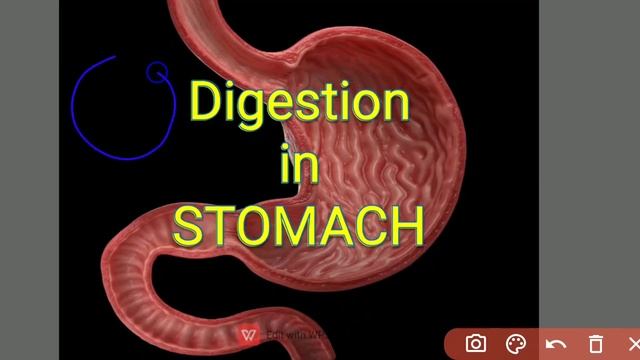 Digestion of Proteins
