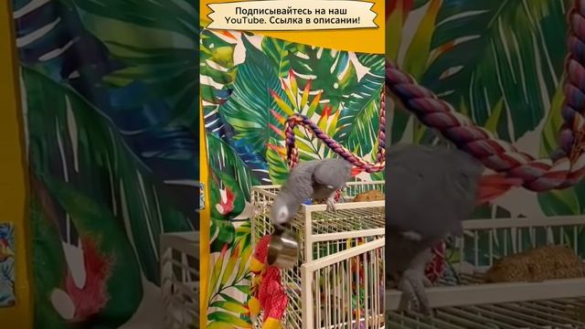 Попугайчики