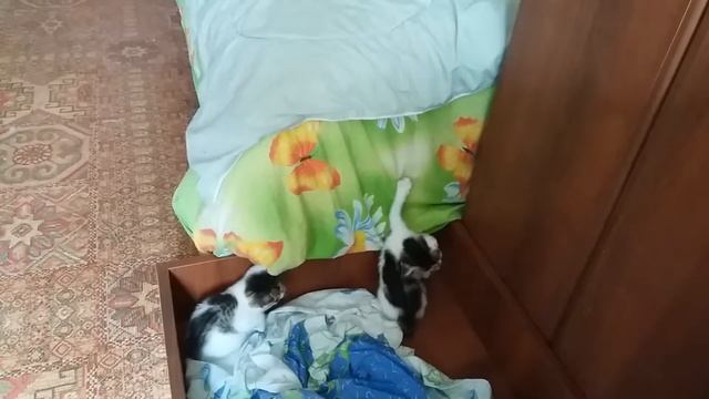 Котята играют
