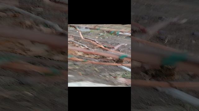 Инжир, виноград в моём саду. Что буду делать, мои планы.