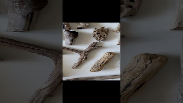 Дрифтвуд, коряги, творчество