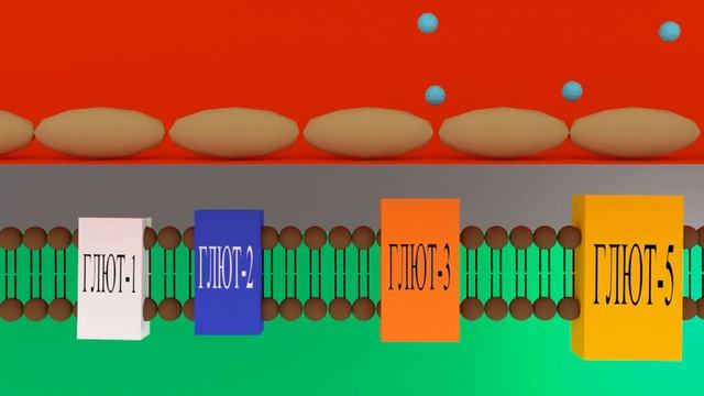 ГЛЮТы | Переносчики глюкозы | Medanatfarm