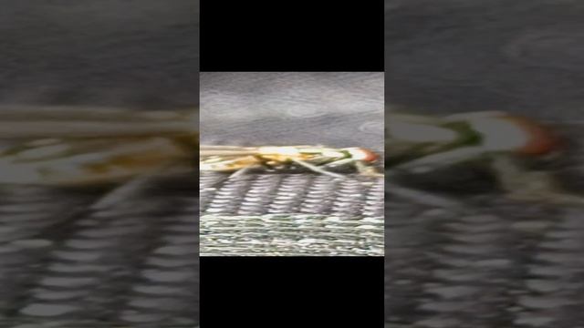 1000016804.mp4