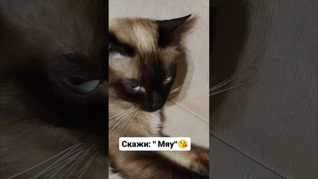 Скажи Мяу