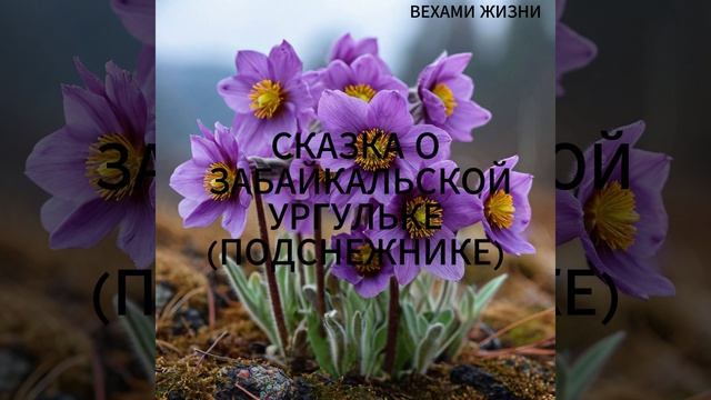 Сказка о Забайкальской ургульке (подснежнике). Автор Николай Шустиков!