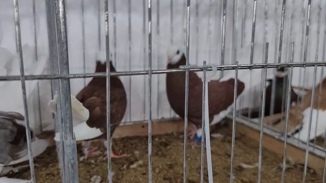 Выставка голубей Харлашина В.;И.05.10.2024..mp4
