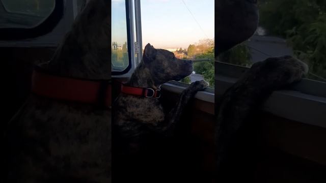 Посмотрите на этого красавца. #americanstaffordshireterrier #стаф #собаки #питбуль