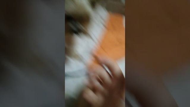 мой пёс