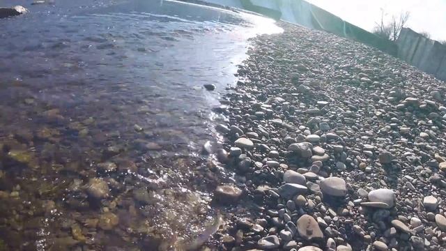 ГОРНАЯ ФОРЕЛЬ ЗИМОЙ В ЛЕДЯНОЙ ВОДЕ, ПО ЗАСНЕЖЕННЫМ КАМНЯМ.