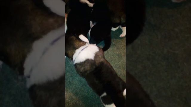 Чуть не проспал… #dog #funny #doglover #акита #puppy #akita