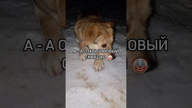дворняжка Ричард