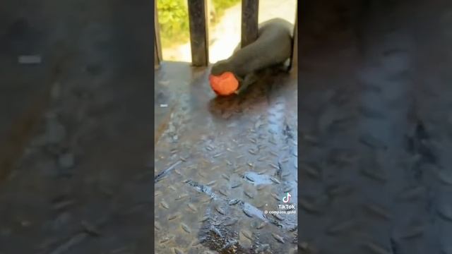 слоники