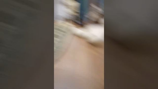 Мой новый аниматроник сова.