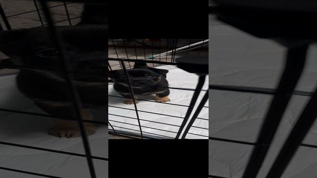Клетка для бобра