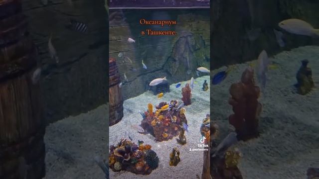 Океанариум в Ташкенте