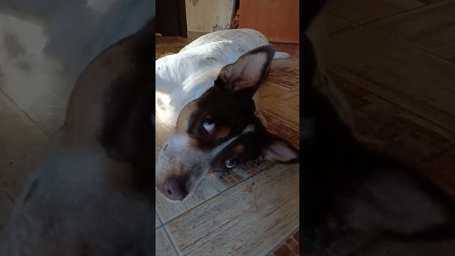 У Хориты отдых после отдыха,а я буду Лисички готовить и пюре
