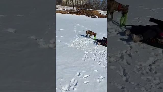 Стаф и ватрушка.
