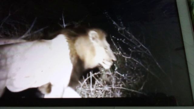 Ночная охота львов на африканских буйволов. Буйволы победили в львиной схватке и сородич остался жив