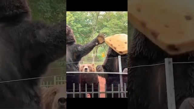 Ловкий медведь и угощение  #хорошеенастроение #медведь #animal #nature