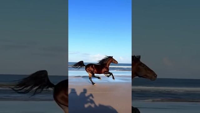 Беги мой друг, беги!!
