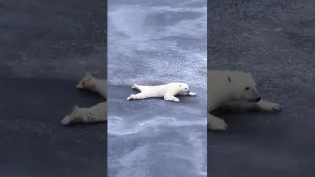 Медведь чувствует законы физики