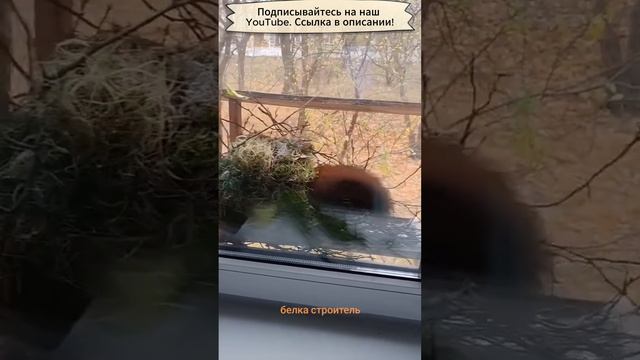 Белка строит домик