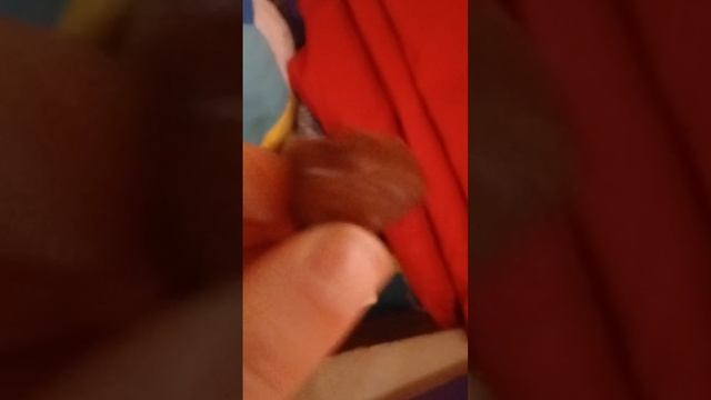 обзор домашнего зверя плюс канфетки