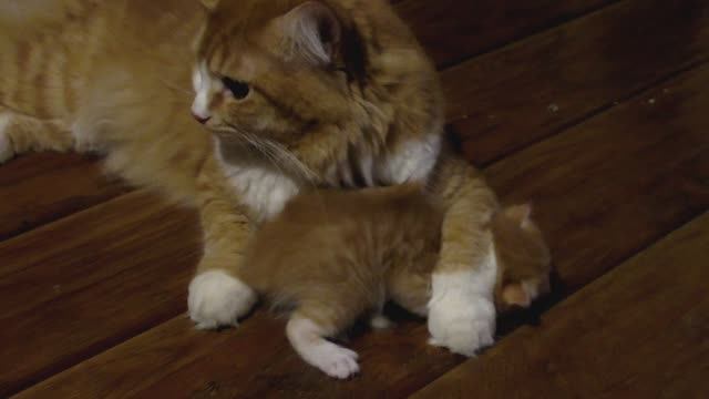 Кот Марсик вылизывает своего первенца