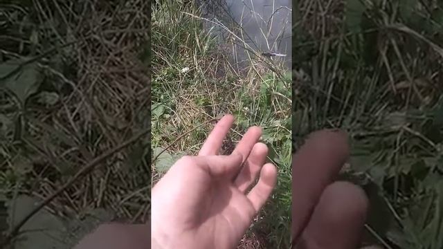 Истребитель комаров