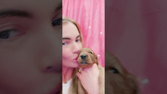 Щенок Ирландского сеттера в возрасте двух недель. Очень любимый малыш 👶