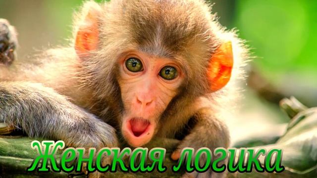 Иностранец - Женская логика