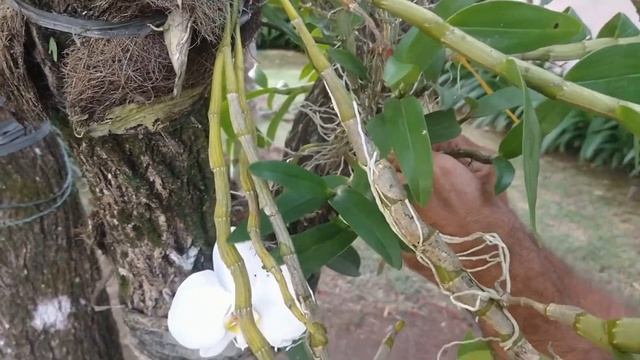 Veja como ter lindas orquídeas