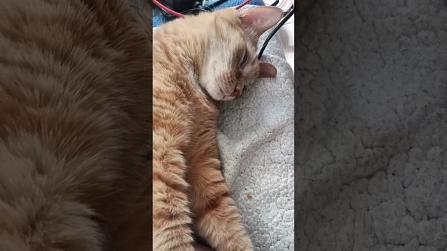 Знакомьтесь ,это Феникс ,он же Феня . #фенясеня #коты
