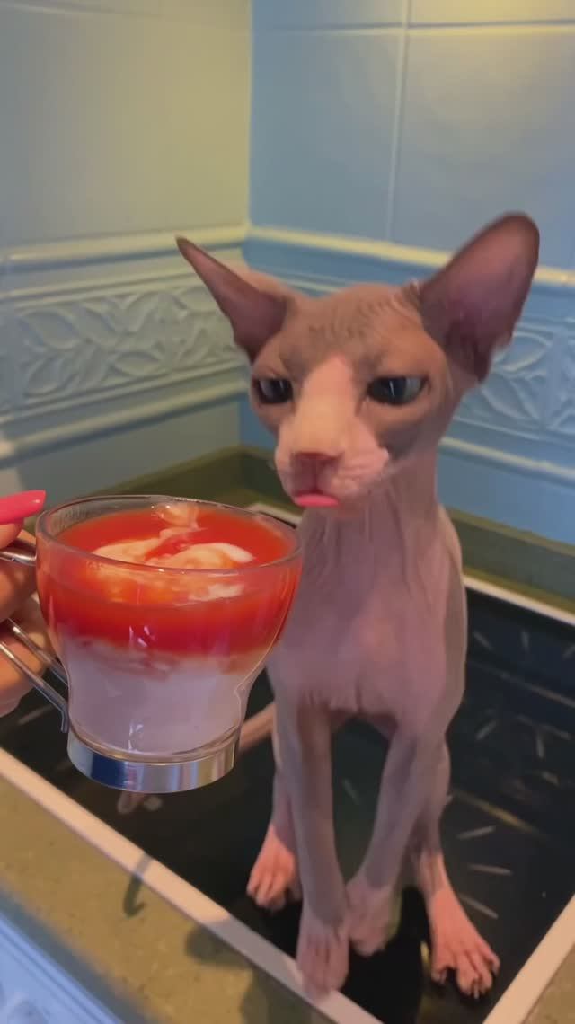 Кот пробует томатный сок