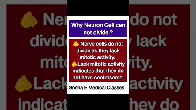 Why Neuron Cell can not divide.??