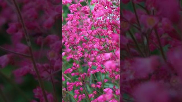 Гейхера- это не только красивые листья #цветы #garden