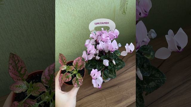 моё хобби