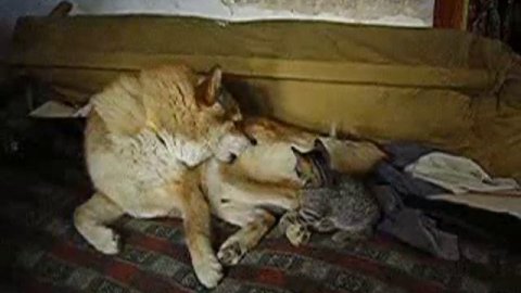 Котенок заигрывает с псом